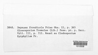 Sphaerulina frondicola image